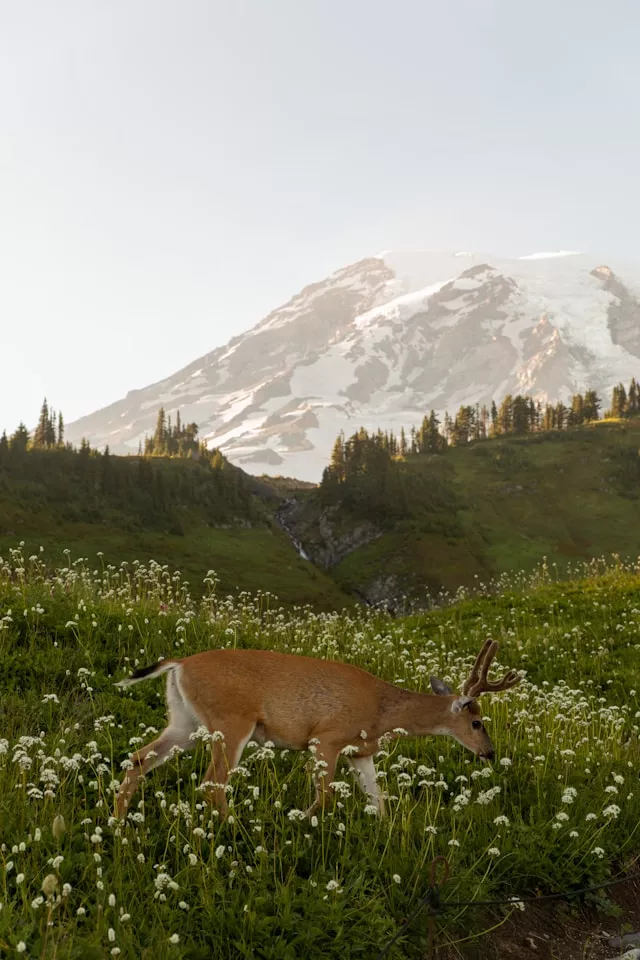 https://neha.ibirds.site/wp-content/uploads/2026/06/emma-swoboda-dxehdakyt8e-unsplash-2-6a3275cf5570d.webp